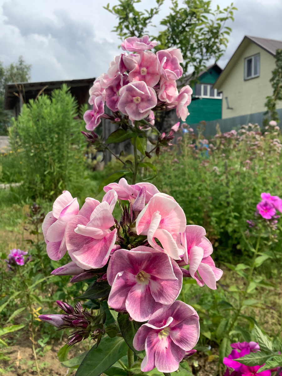 Флокс Железная Леди