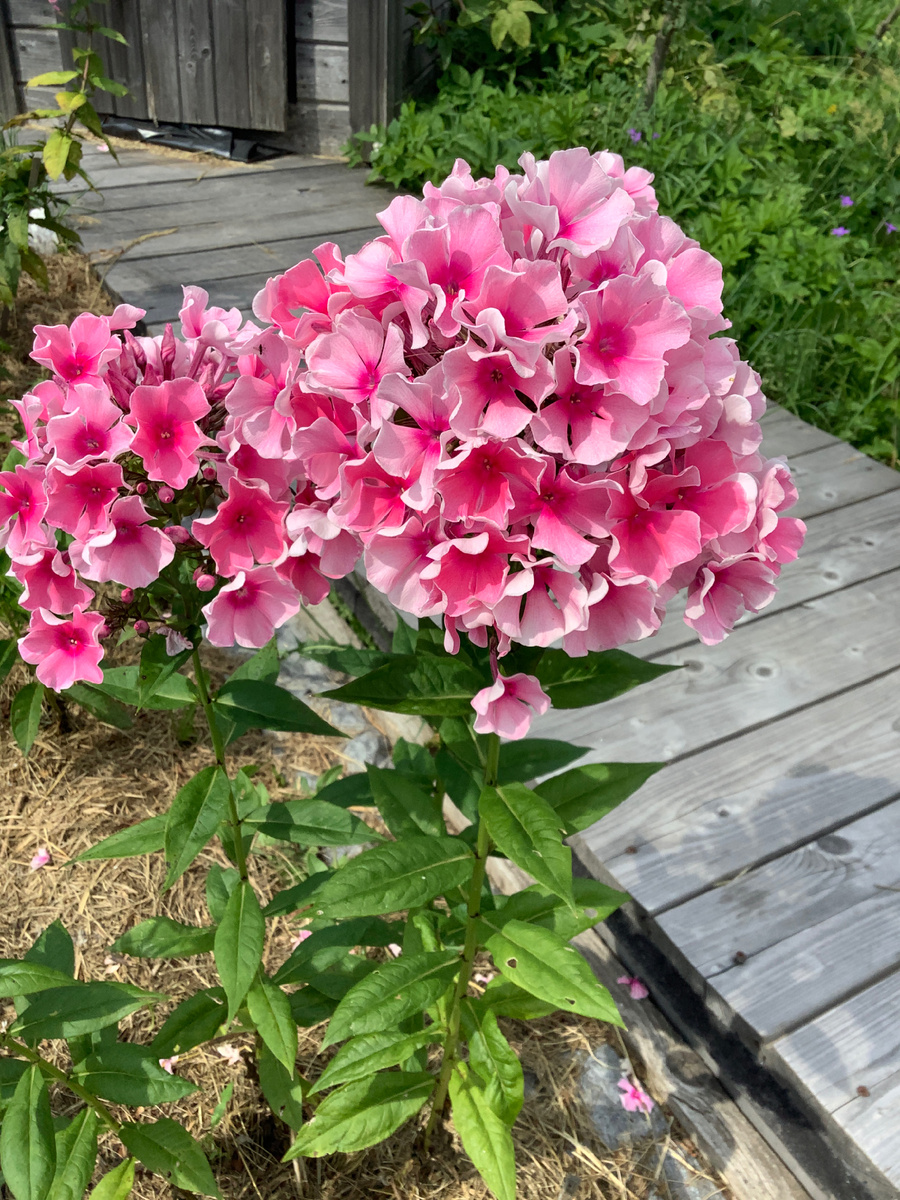 Флокс Розовое Шампанское