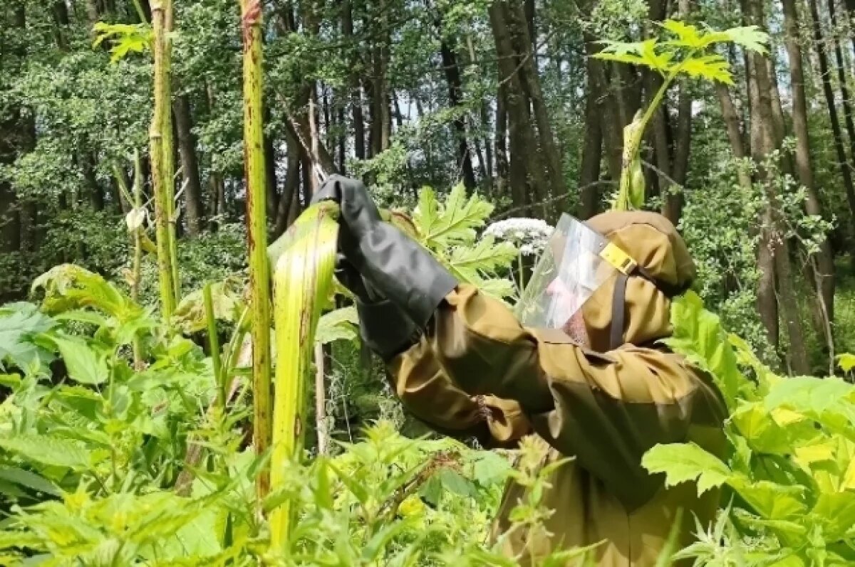    Пока власти рассматривают инициативу Ленобласти, жители региона сами выходят на борьбу с зелёной заразой.