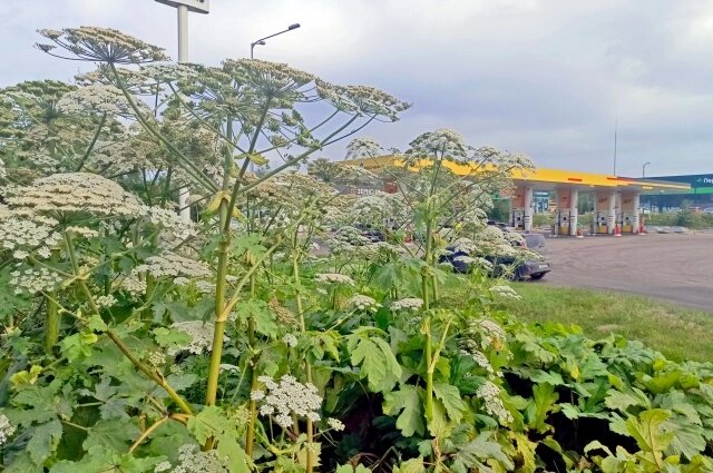    Заросли борщевика у автозаправки в 7 километрах от города. Фото: spb.aif.ru/ Иван Луговой