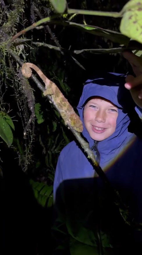 Ночные поиски хамелеонов