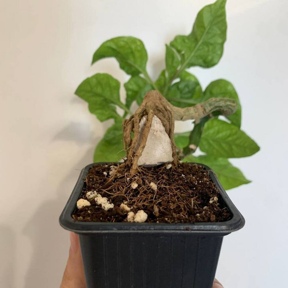   Хабанеро в стиле Секидзёдзю. Фото автора