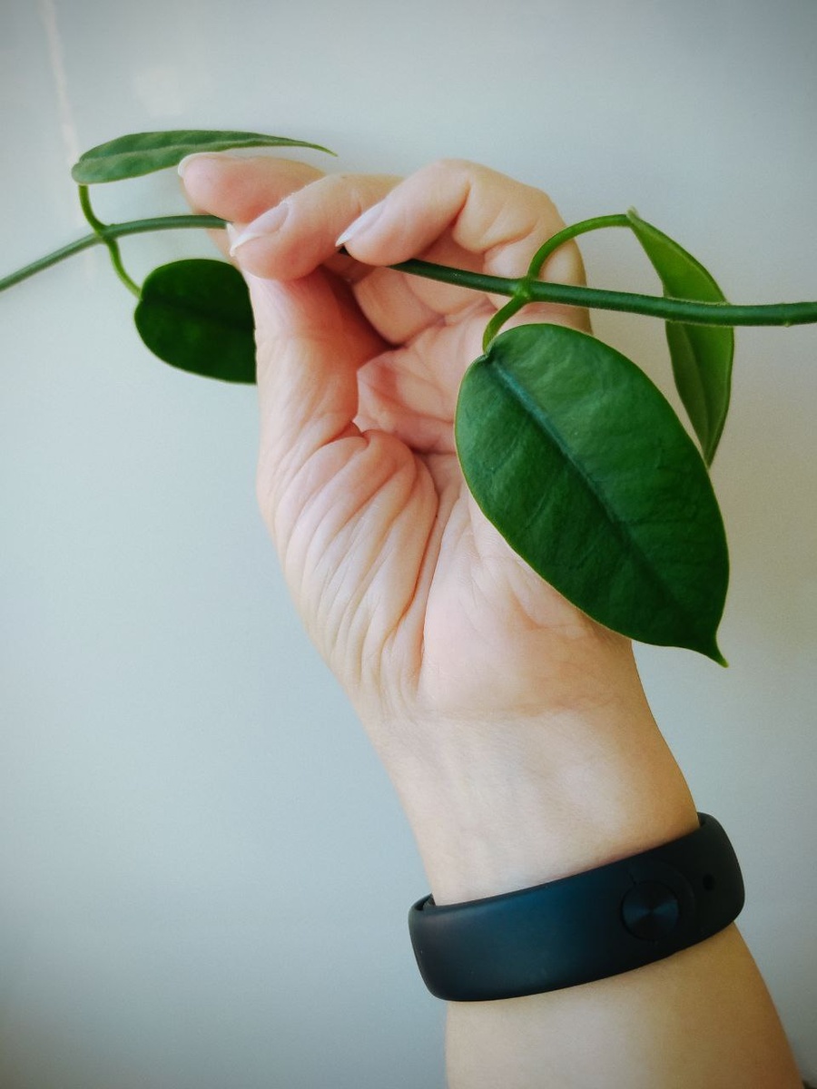 Hoya optimistic (фото: Евгения Марковская)