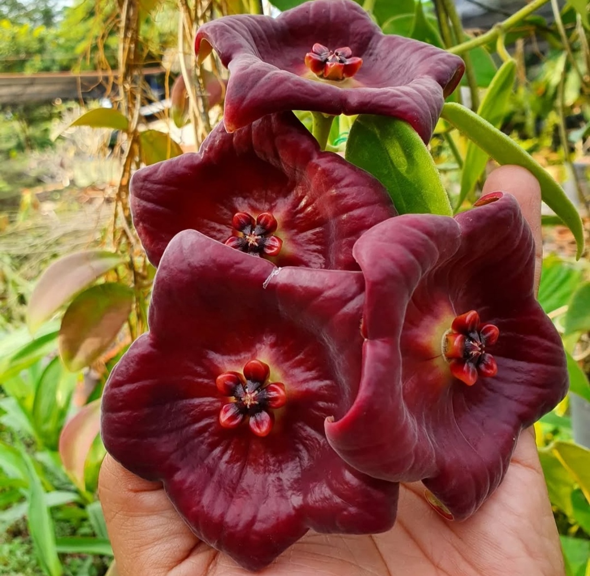 Hoya/Eriostemma gigas (фото: wishrapee_saroj_fluke)