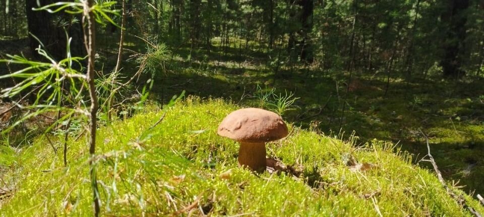    Грибы собирают в Алтайском крае. Источник: vk.com/gribniki22rus