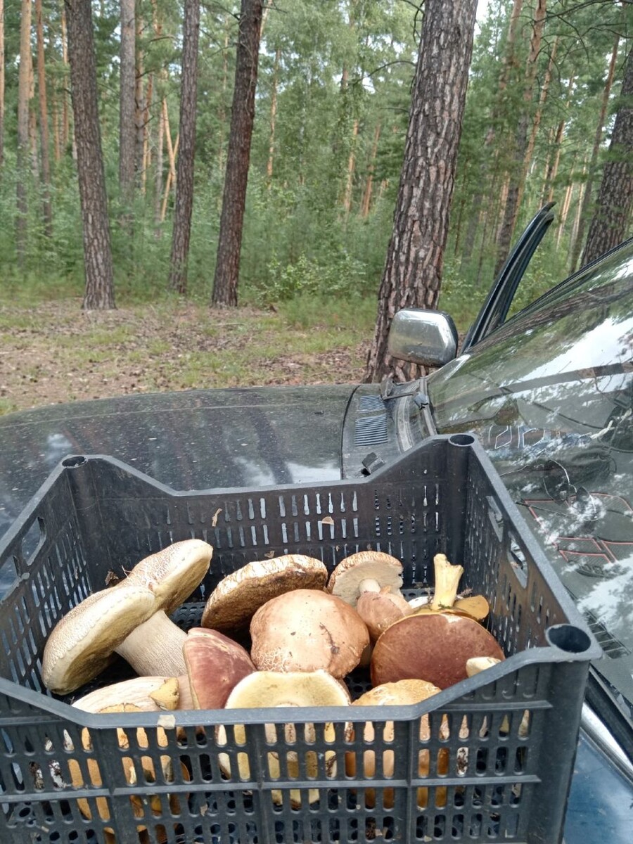    Грибы собирают в Алтайском крае. Источник: vk.com/gribniki22rus