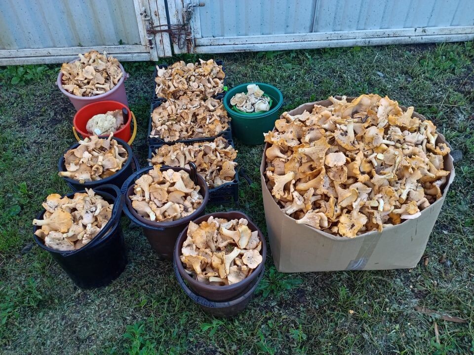    Грибы собирают в Алтайском крае. Источник: vk.com/gribniki22rus