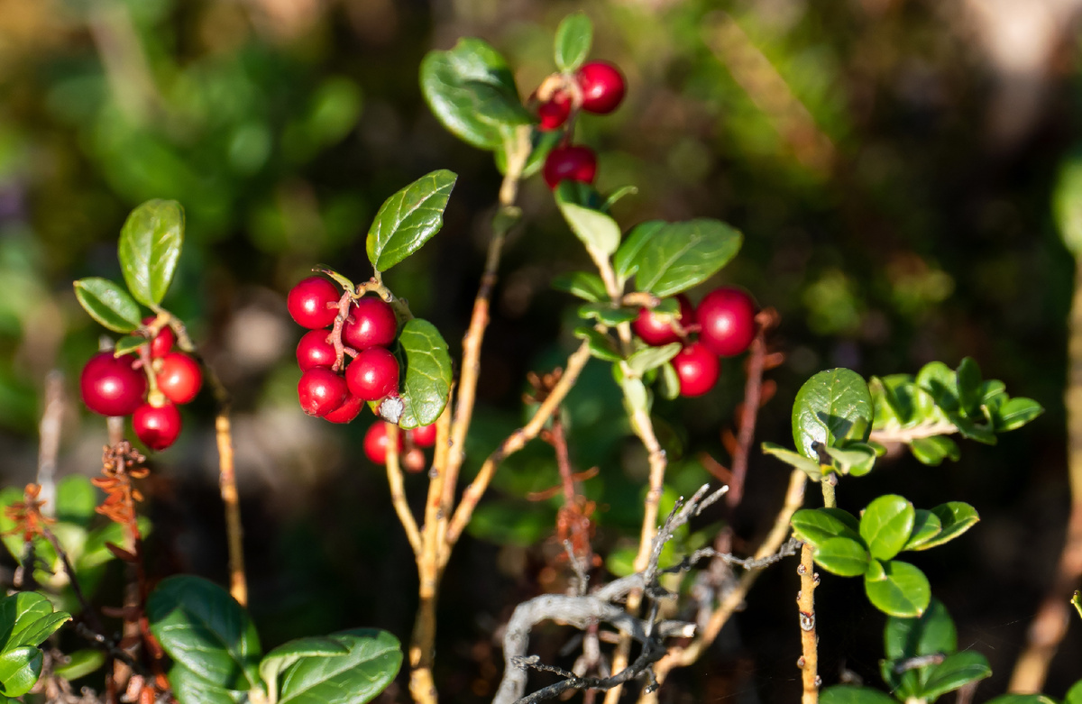 Источник: W.carter / ru.wikipedia.org