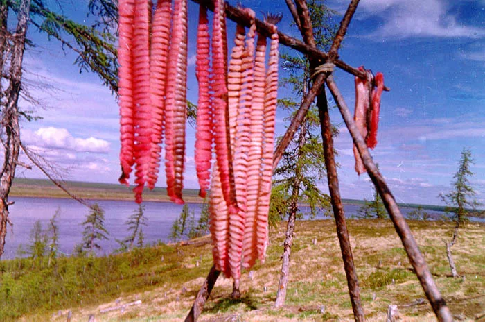 Юкола. Фото из Интернета