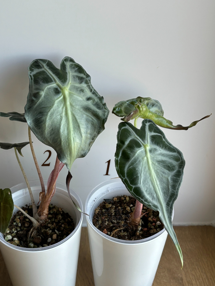 Под номером 1 Веном, выращенный из клубня, под номером 2 — из микроклона