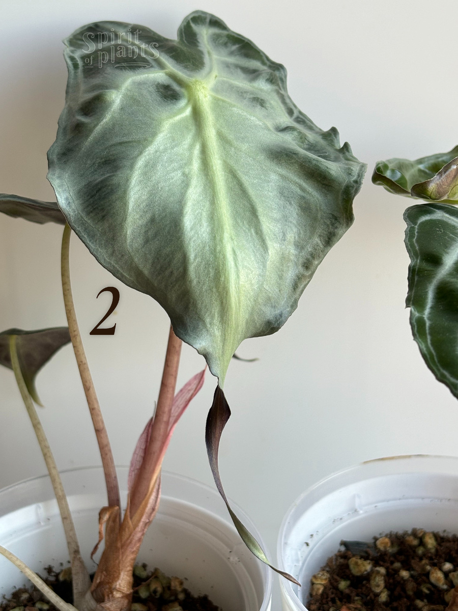 Алоказия Веном из микроклона