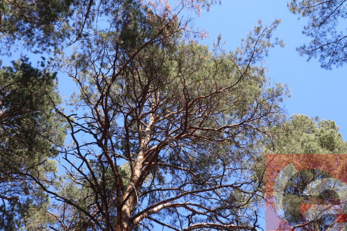    Фото: Прецедент