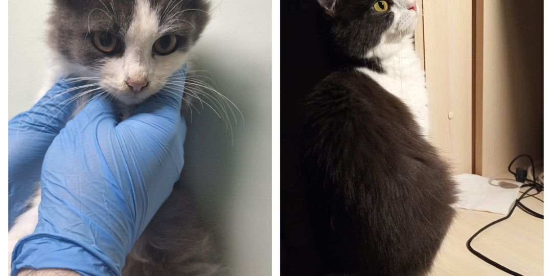 До и после: 10 фактов чудесного преображения подопечных приюта.