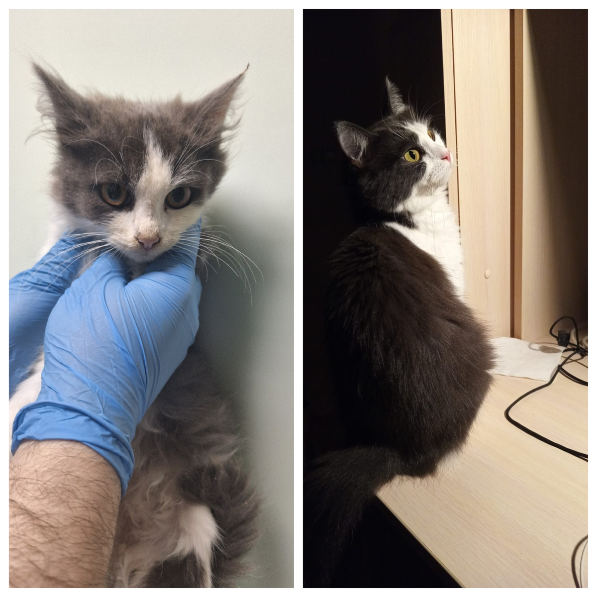 Аксинья уехала округлять бока домой 24 мая 2025 года.