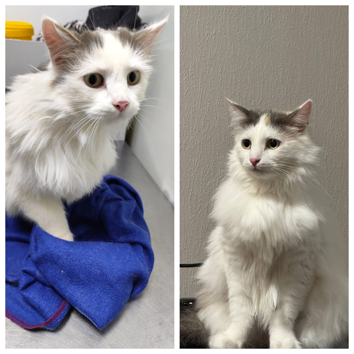 Вальдивия уехала в прекрасную домашнюю жизнь 05 июня 2025 года.