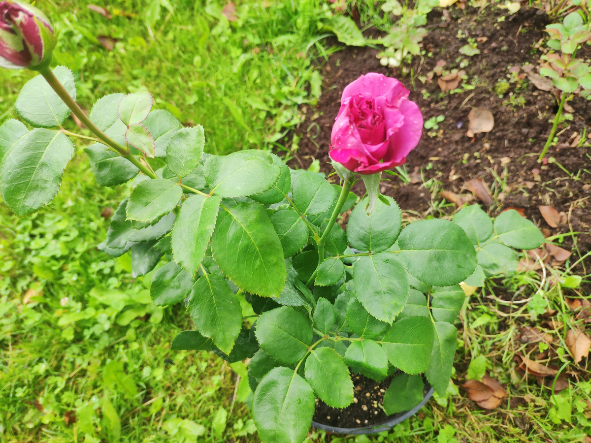 Фото автора. Роза чайно-гибридная «Шарль де Голь». 
