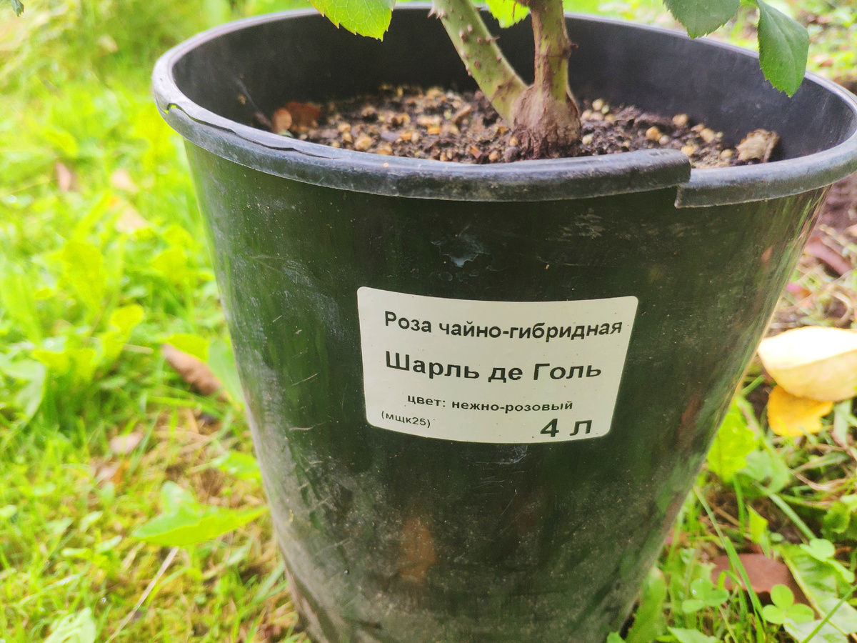 Фото автора. 