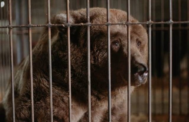    Фото: ГБР ZOO NSK/VK