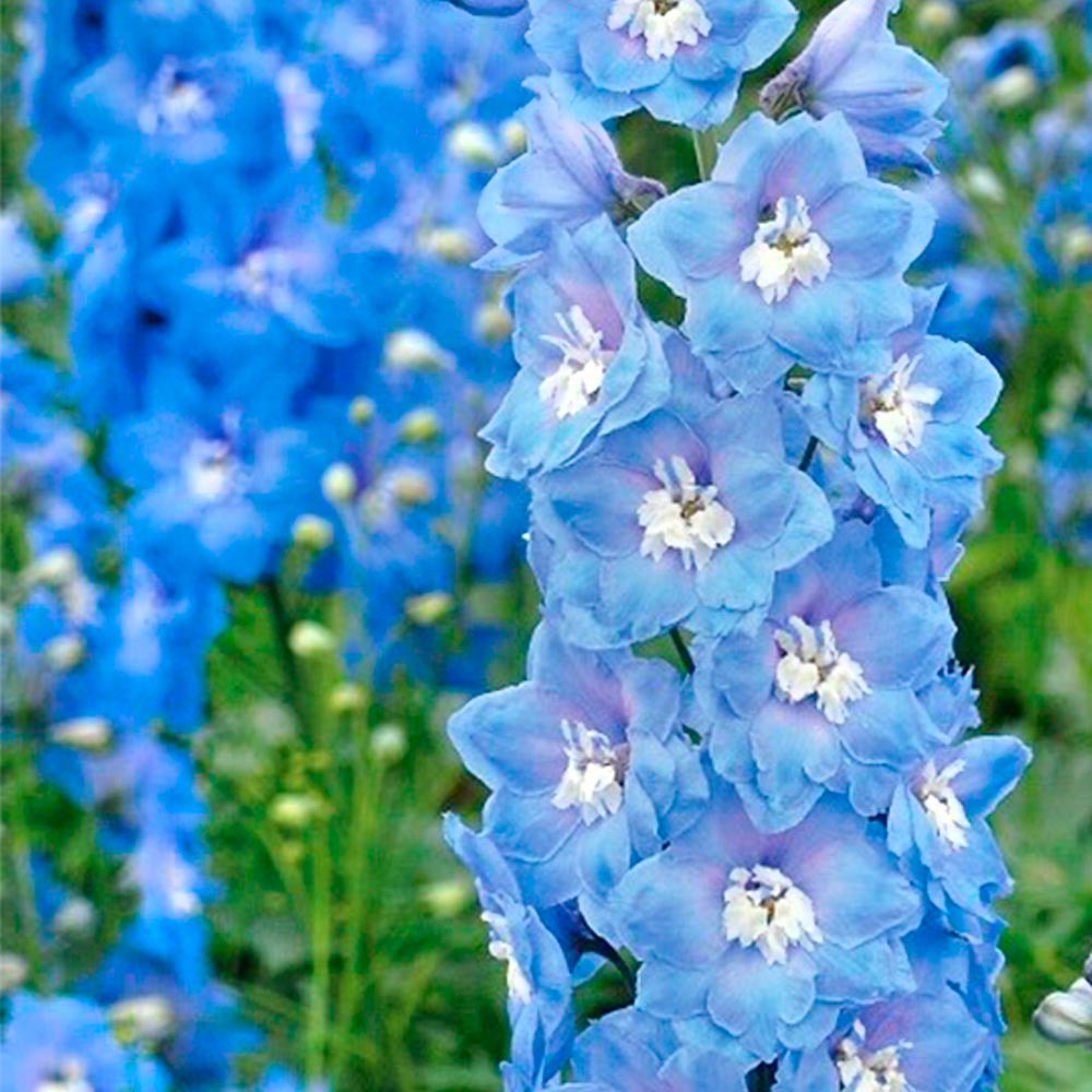 Дельфиниум Magic Fountain Mid Blue White Bee