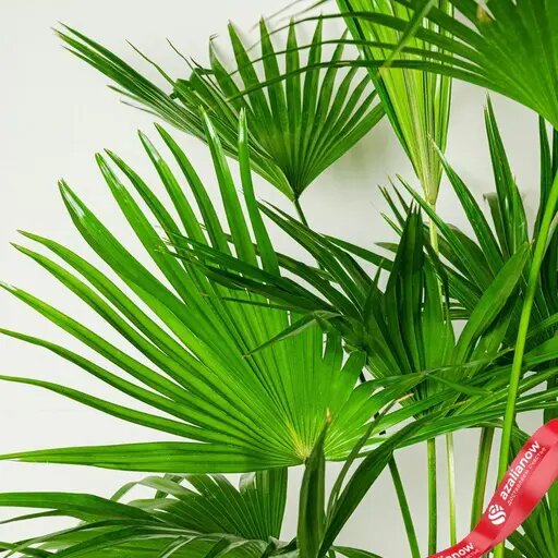   Веерная пальма Ливистона Мария Казённова