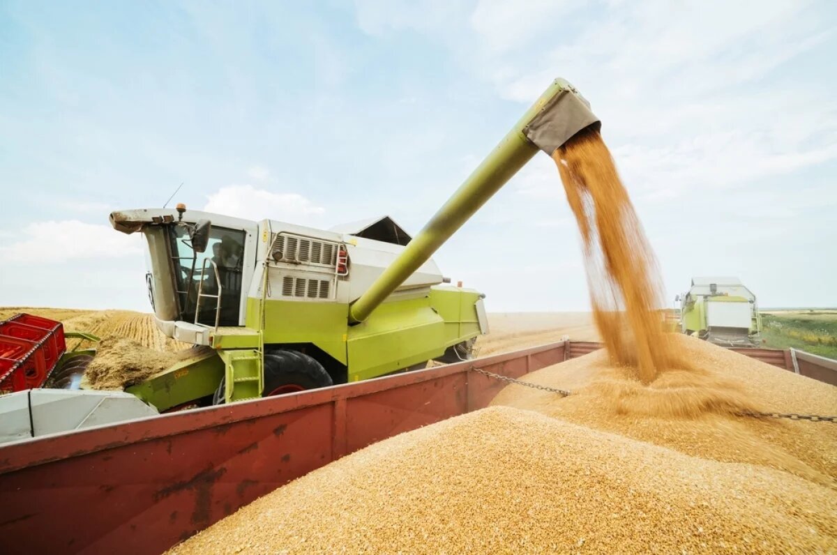    Не свининой единой.