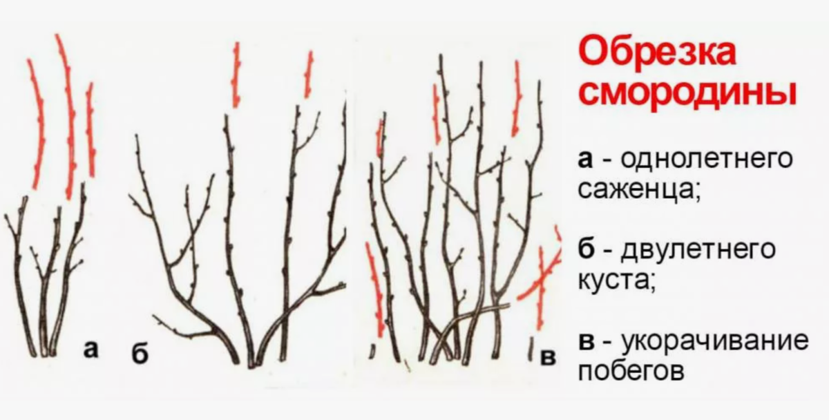 обрезка кустов смородины