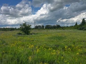 Россельхознадзор проконтролирует расчистку участка