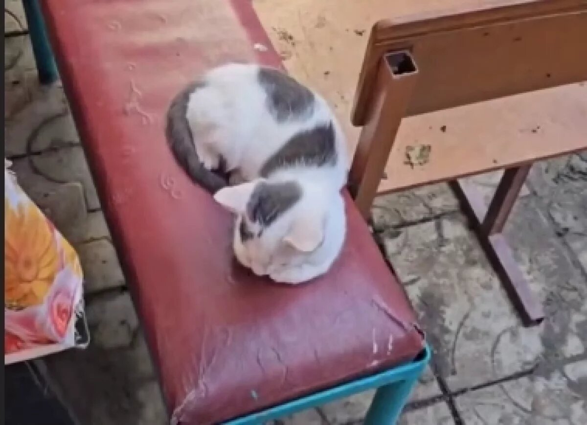    После пожара в доме матери блогер Юрий Озаровский пристраивает 14 котов