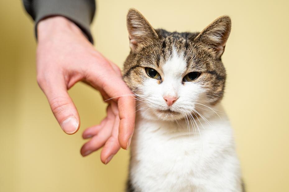    Shutterstock/FOTODOM