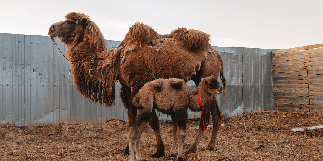 Лучшие видео начала 2025 года! Котики, доярки и родина Есенина.