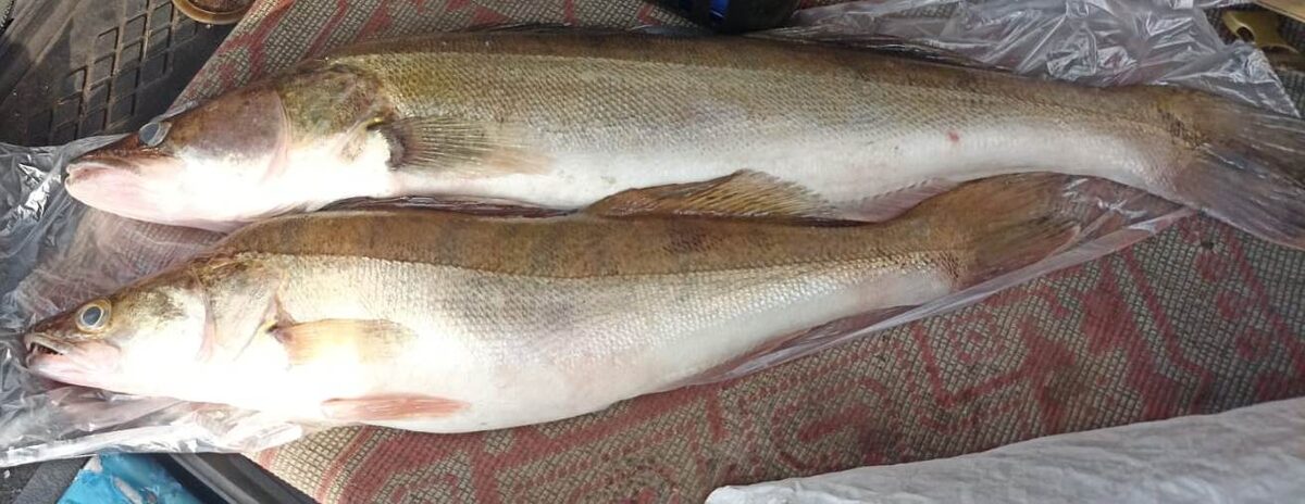 Судак – крупный пресноводный хищник из семейства окунёвых