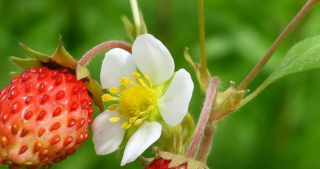 Как я обрабатываю землянику в августе, чтобы не болела на следующий год