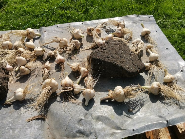    Фото: Лукьянов Дмитрий, AgroXXI.ru