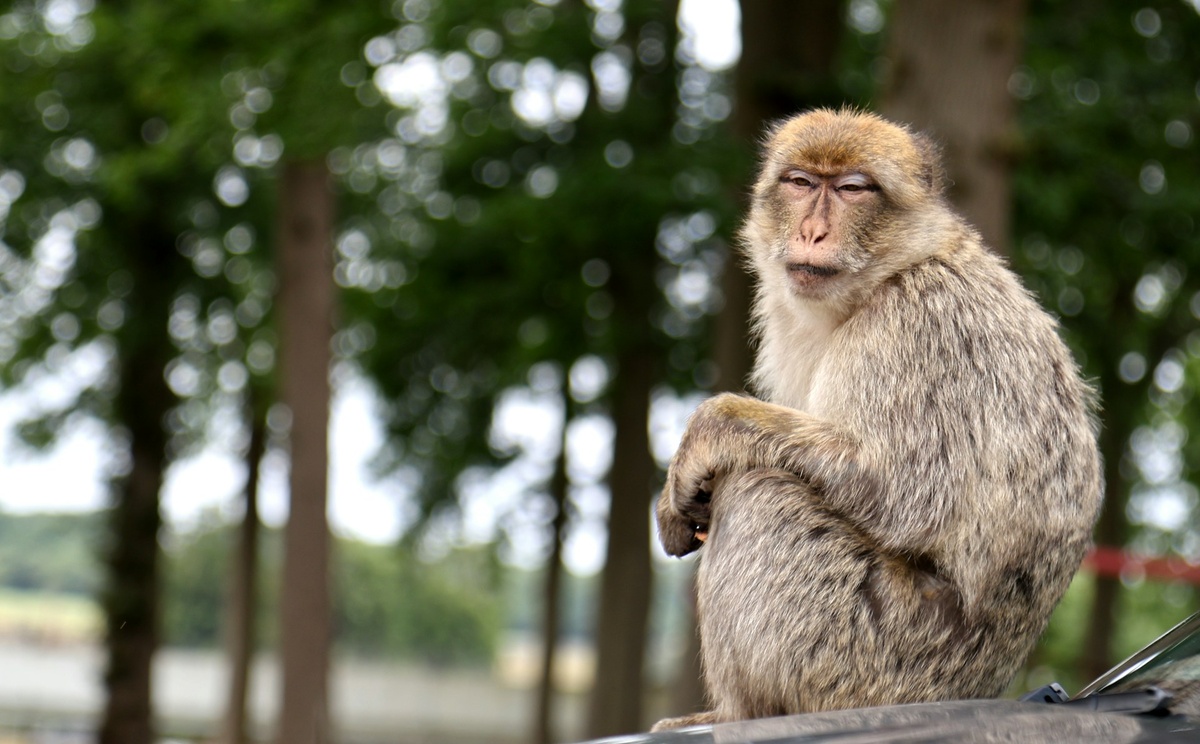 Фото с бесплатного фотостока https://unsplash.com, автор Luca Volpe