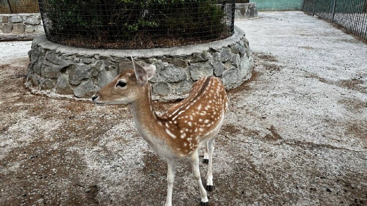    Фото: телеканал «Краснодар»