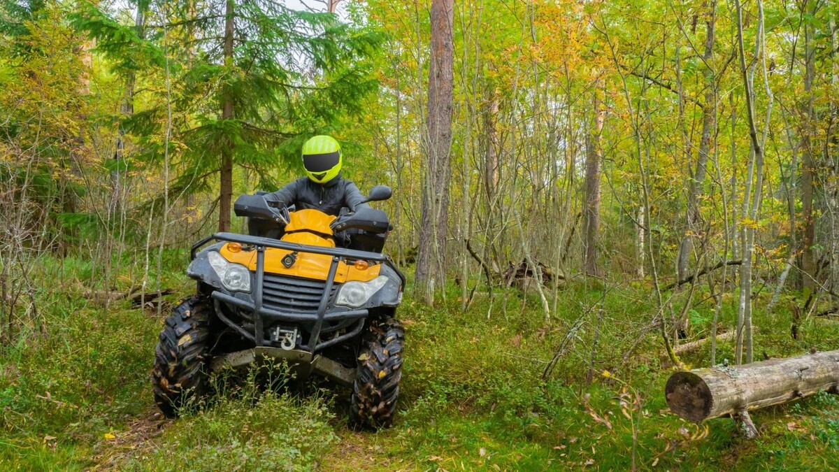    Фото: FOTOGRIN/Shutterstock/Fotodom