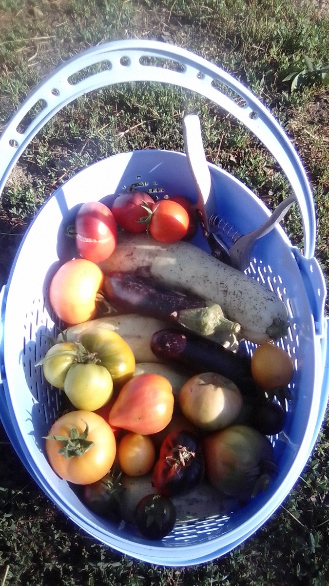 В основном кабачки.