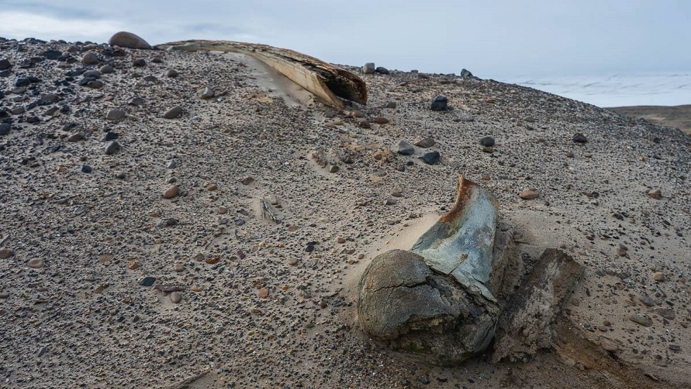     Фото: ААНИИ