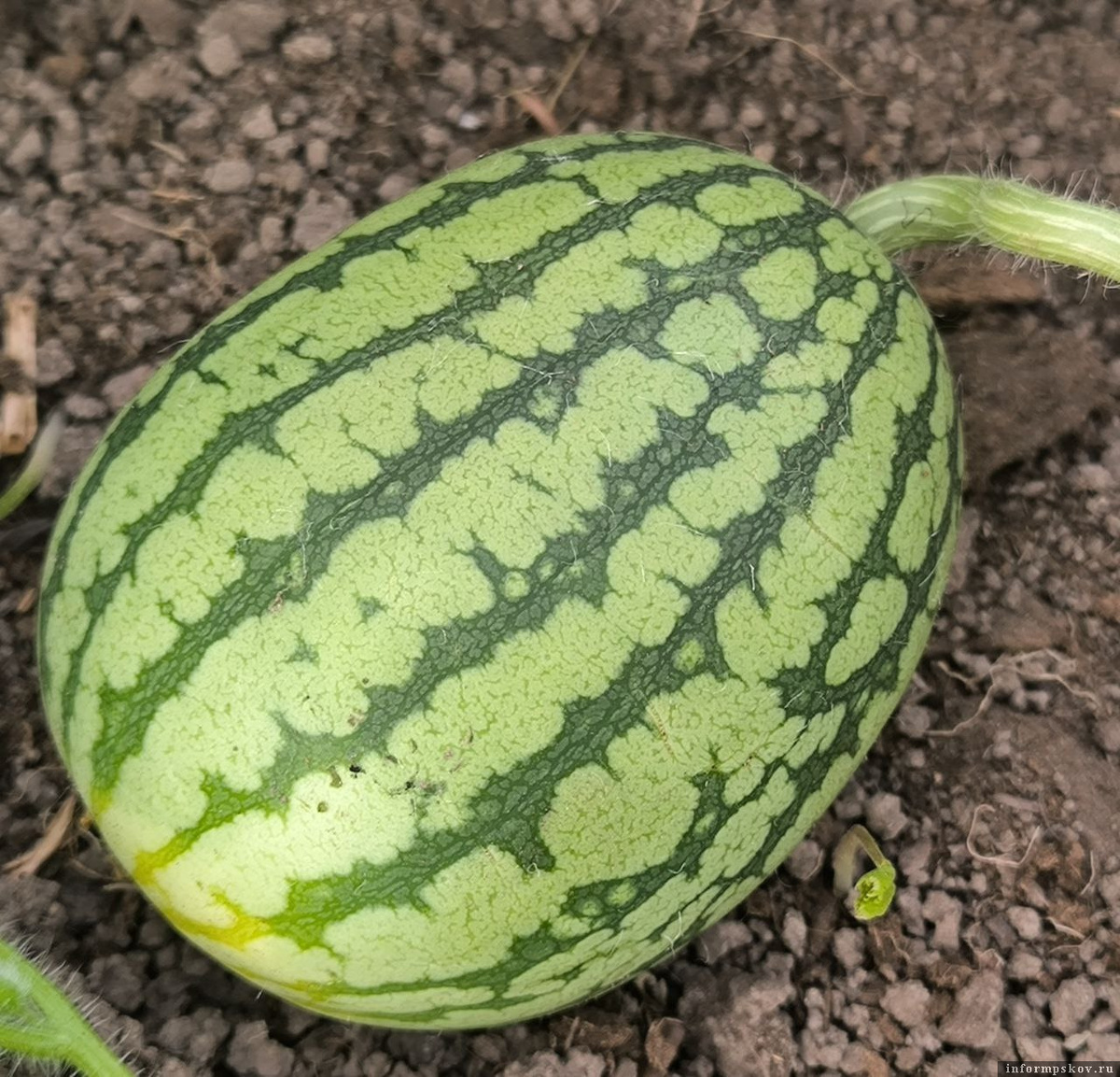 Фото: телеграм-канал Веры Кондратьевой