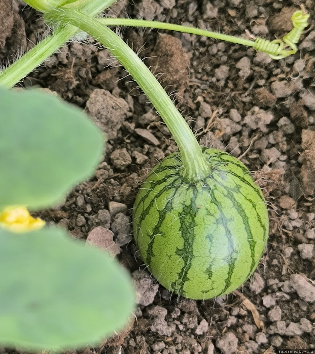 Фото: телеграм-канал Веры Кондратьевой