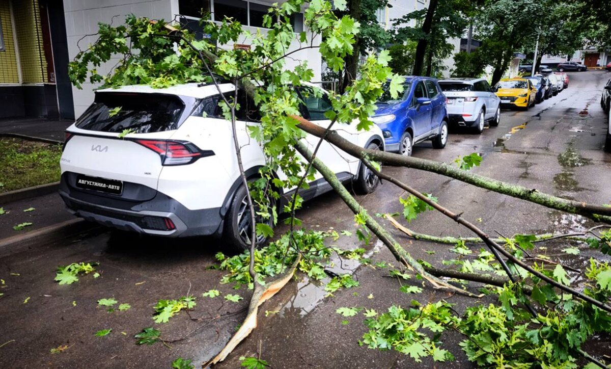На машину упало дерево, что делать - подробно рассказываю в статье. Фото: Августинка Алена