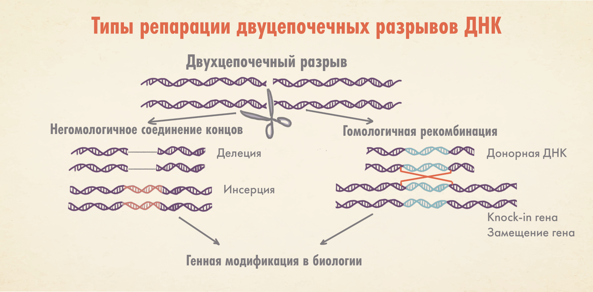 Типы репараций двухцепочечных разрывов и их применение в медицине и исследованиях. Такие разрывы могут восстановиться за счет негомологичного соединения концов, однако это ведет к ошибкам — небольшим (<10 нуклеотидов) делециям и инсерциям. Вот почему данный способ применяют при достаточно грубых операциях: когда, например, нужно вырезать участок цепи или отправить какой либо ген «в нокаут», навсегда отключив его. Более тонкий инструмент — гомологичная рекомбинация (известна также как гомологически-направленная репарация — HDR). Здесь брешь в цепи восстанавливается за счет «переписывания» генетической информации с внедренной матрицы ДНК-шаблона, в результате в месте разрыва появляется уже совсем новая последовательность. Точность (как и разрешение) этого способа гораздо выше: тут можно заменять/вставлять требуемый ген, или же изменять последовательность ДНК-цепи с точностью до одного нуклеотида, осуществляя истинное редактирование.

иллюстрация Елены Беловой из статьи «Трансгенные животные и современная медицина: сломать, чтобы починить»