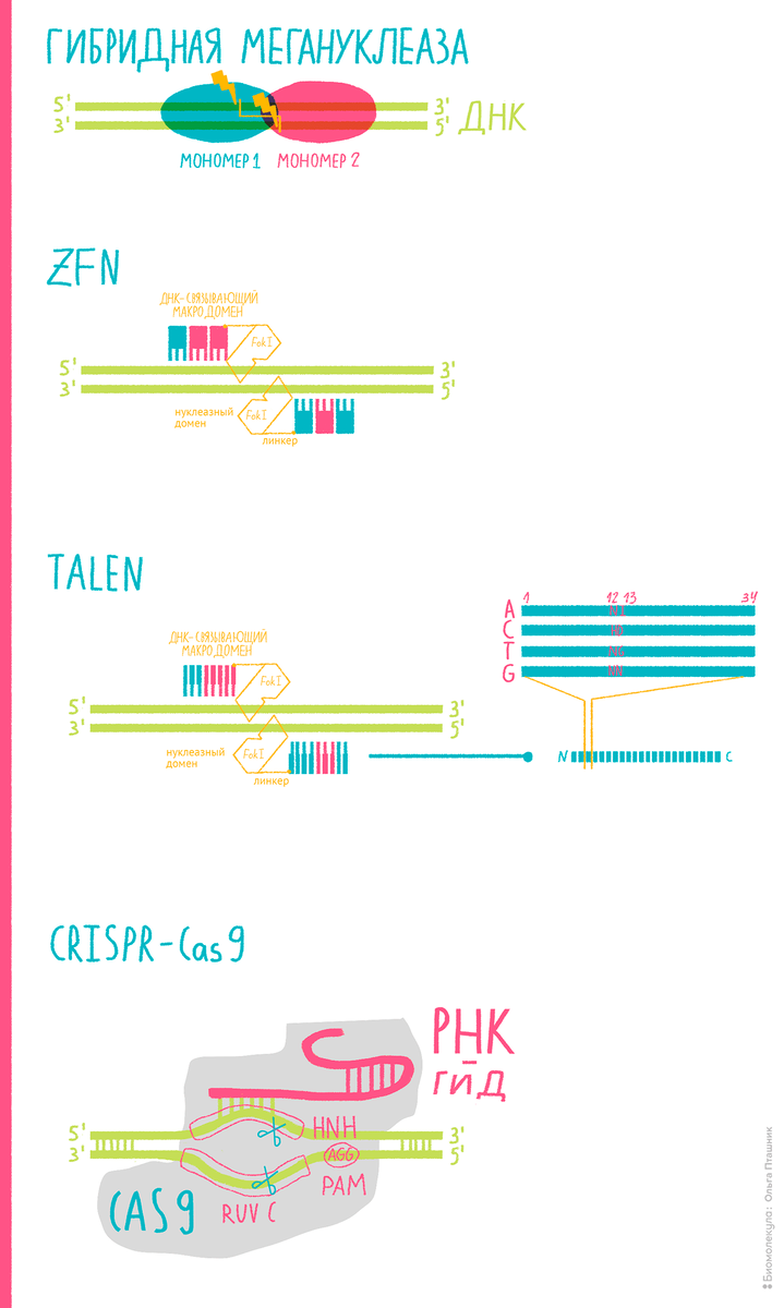 Различные инструменты генного редактирования. Генно-инженерные мегануклеазы с измененной сайт-специфичностью, способные разрезать ДНК в нужном месте. ZFN — «цинковые пальцы» — небольшие белковые структуры, способные специфично распознавать участки ДНК. Каждый такой «палец» способен распознать определенную последовательность длиной примерно 3–4 нуклеотида. Соединяя три–четыре подходящие структуры друг с другом, ученые получают белковую конструкцию, способную идентифицировать заданную область ДНК; а в соединении с нуклеазным доменом FokI — и специфично разрезать ее. TALEN — белки, подобные активаторам транскрипции в сочетании с той же FokI. Каждый белок строго специфичен к отдельному нуклеотиду, что и позволяет собранной из них конструкции более точечно нацеливаться на нужную ДНК-последовательность. У ZFN и TALEN есть особенность: «режущая» активность нуклеазы FokI зависит от образования димеров (то есть двух таких молекул соединенных вместе). Это означает, что одна молекула сама по себе неактивна и способна разрезать ДНК лишь тогда, когда объединится с другой молекулой FokI. Как мы далее увидим, это может быть и недостатком, которого, кстати, лишен CRISPR.
