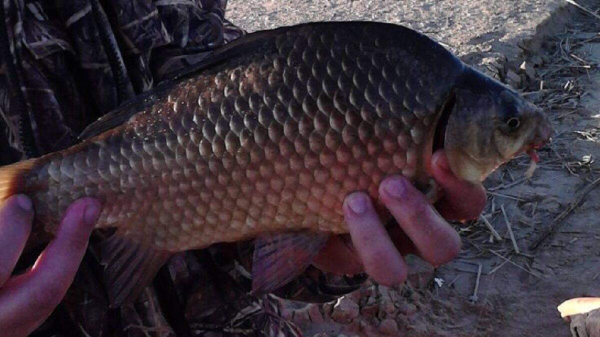 Это с глубин Волги. Гибрид