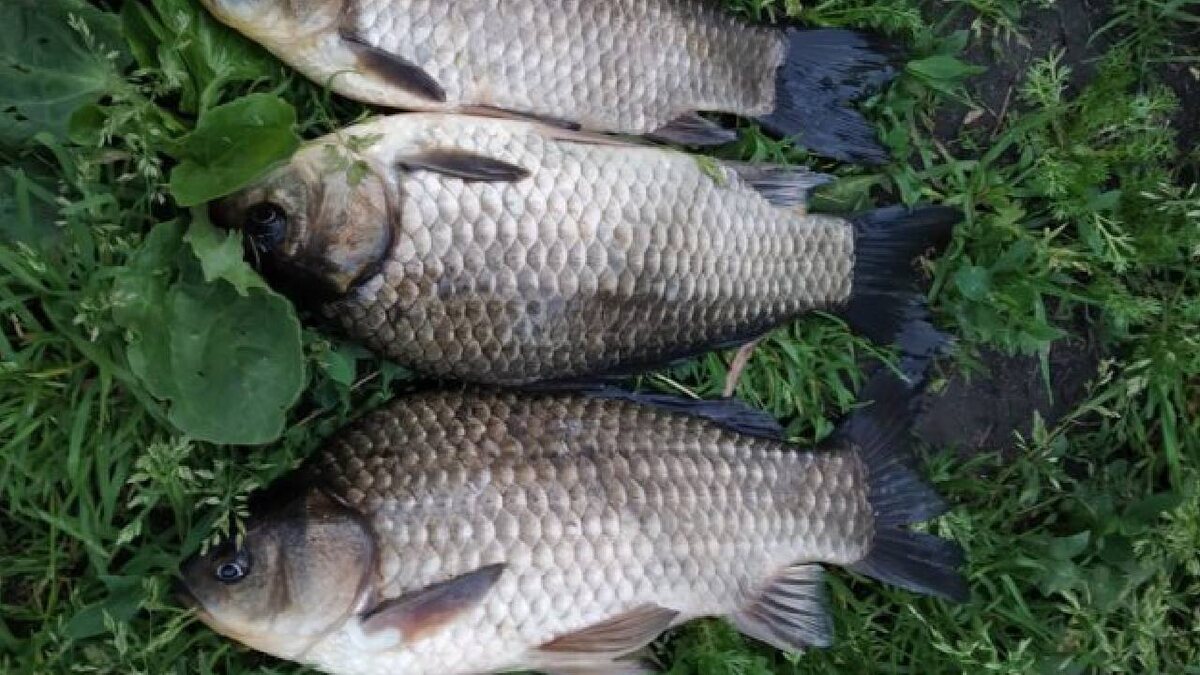 Это озерные