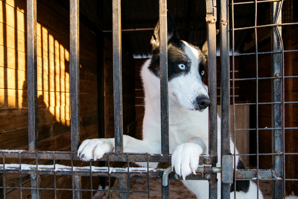    Животные из сургутского приюта помогают бойцам СВО