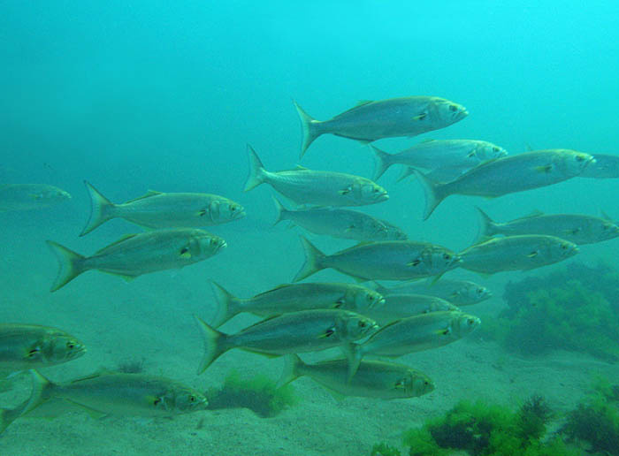 Стая луфарей в Черном море