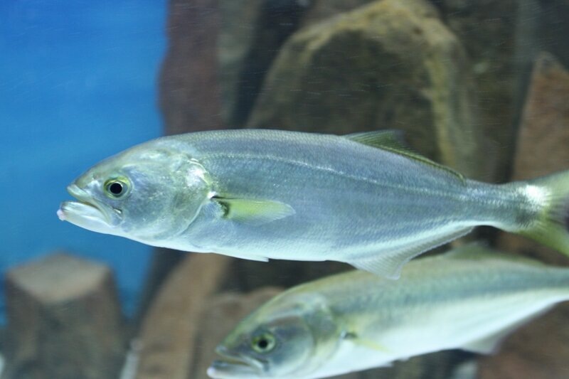 В Черном море луфарь не достигает истинно трофейных размеров