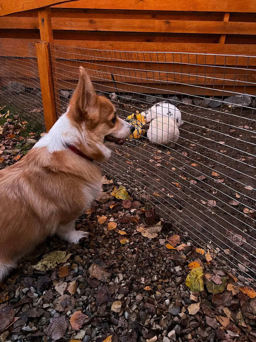 Отдых с собакой на глэмпинг даче в Подмосковье