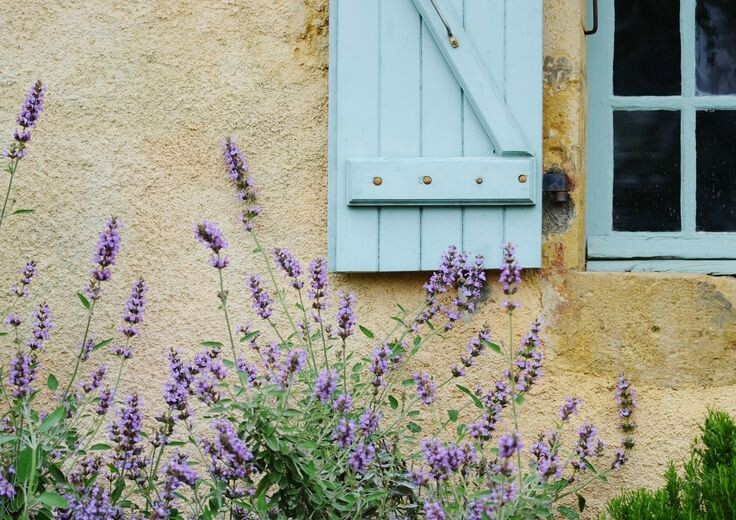 Лаванда. Фото из открытых источников